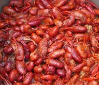 crawfish